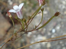 Prismatocarpus fruticosus